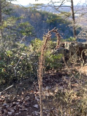 Xerophyllum asphodeloides