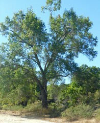 Quercus devia