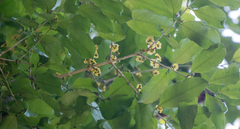 Salacia arborea