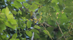 Salacia arborea
