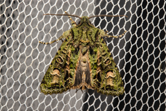 Ichneutica plena
