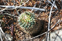 Mammillaria magnimamma