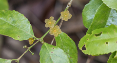 Salacia arborea