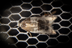 Prothelymna niphostrota