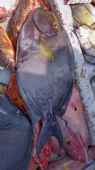 Acanthurus xanthopterus