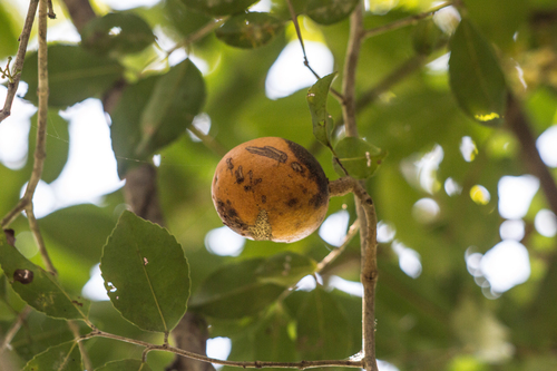 Cheiloclinium serratum