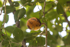 Cheiloclinium serratum