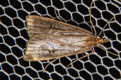 Scoparia fumata