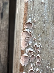 Cylindrobasidium evolvens