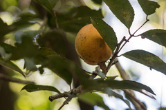 Cheiloclinium serratum