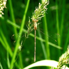 Lestes undulatus