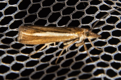 Orocrambus melitastes