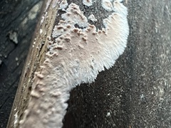 Cylindrobasidium evolvens