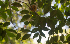 Cheiloclinium serratum