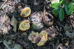 Cheiloclinium serratum