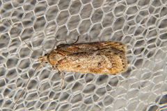 Phaeosaces apocrypta