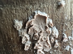 Cylindrobasidium evolvens