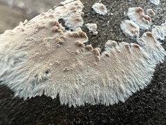 Cylindrobasidium evolvens