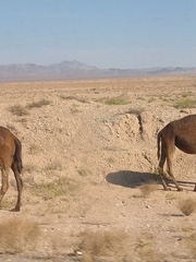 Camelus dromedarius