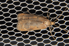 Phaeosaces apocrypta