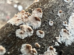 Cylindrobasidium evolvens