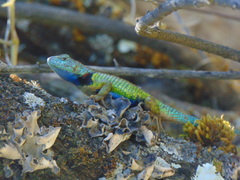 Sceloporus formosus