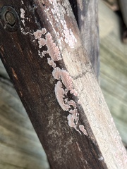 Cylindrobasidium evolvens