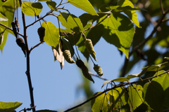 Helicteres macropetala