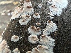 Cylindrobasidium evolvens