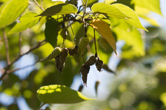 Helicteres macropetala