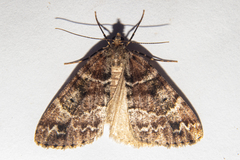 Pseudocoremia productata