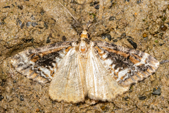 Pseudocoremia leucelaea