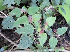 Acalypha californica