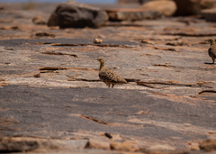 Pterocles namaqua