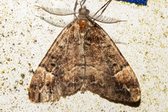 Pseudocoremia productata