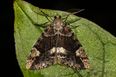 Pseudocoremia productata