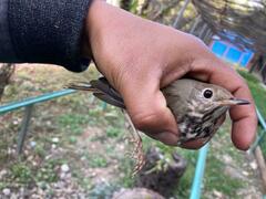 Catharus guttatus auduboni