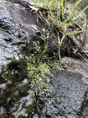 Utricularia uliginosa