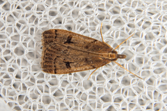 Scoparia fumata