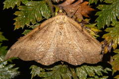 Sarisa muriferata