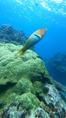 Sunset Wrasse (Thalassoma lutescens)