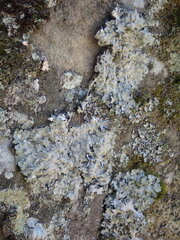 Punctelia missouriensis