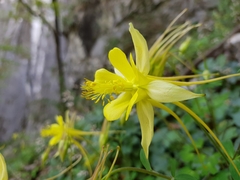 Aquilegia longissima