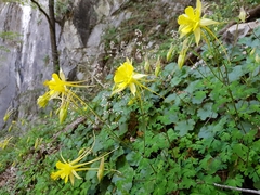 Aquilegia longissima