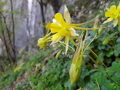 Aquilegia longissima