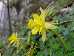 Aquilegia longissima