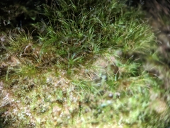 Dicranodontium denudatum