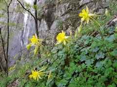 Aquilegia longissima