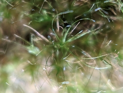 Dicranodontium denudatum