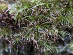 Dicranodontium denudatum